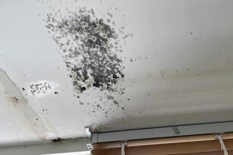 New homes in Australia have a mould problem - and there is nothing you can do about it!