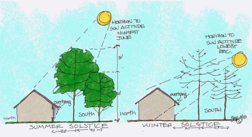 trees for home shading