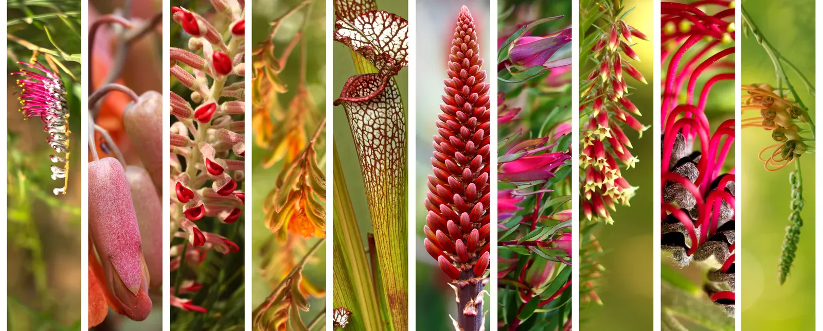 Australian native plants