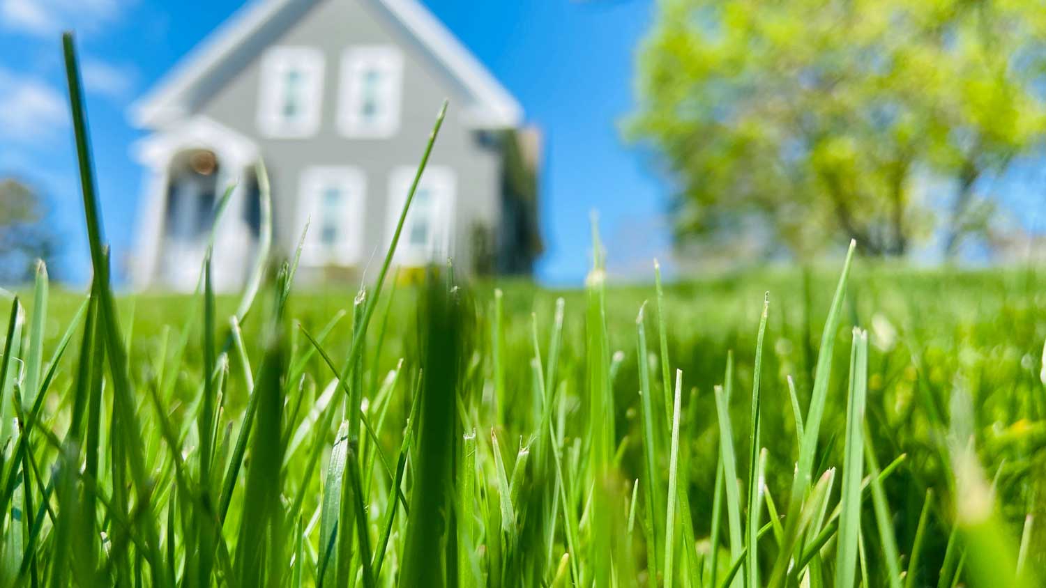 Green gass and a house and tree shown