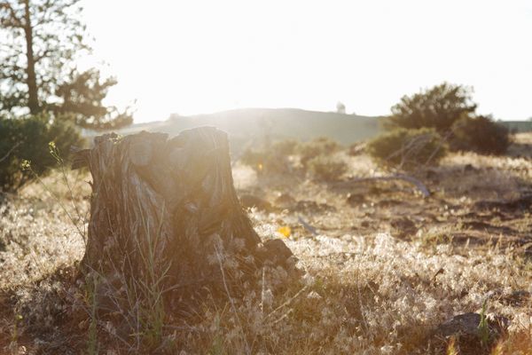 What to do with a dying tree and how to remove a tree stump